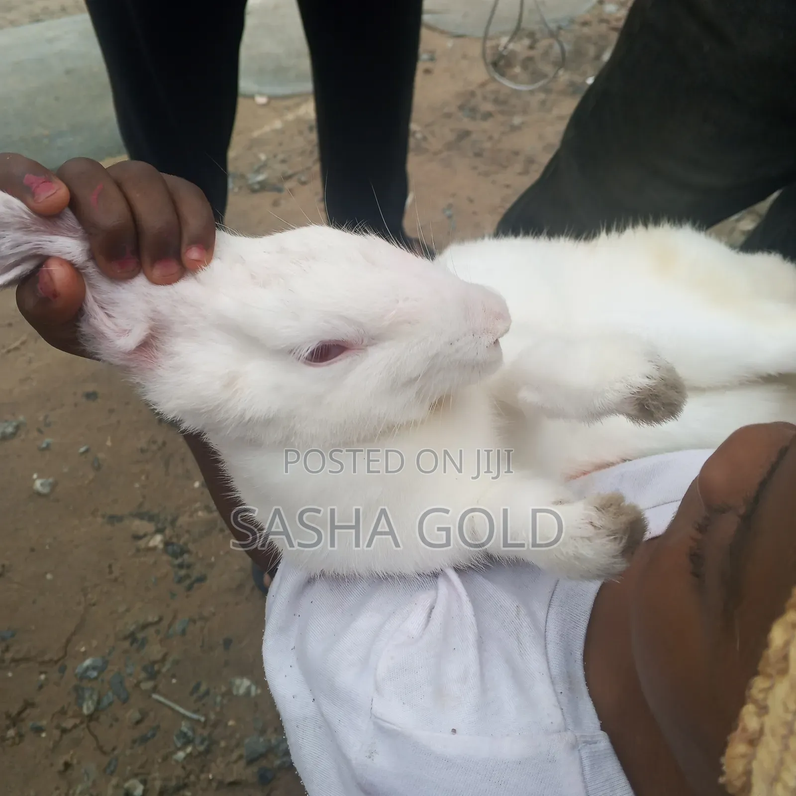 1 Year Rabbit