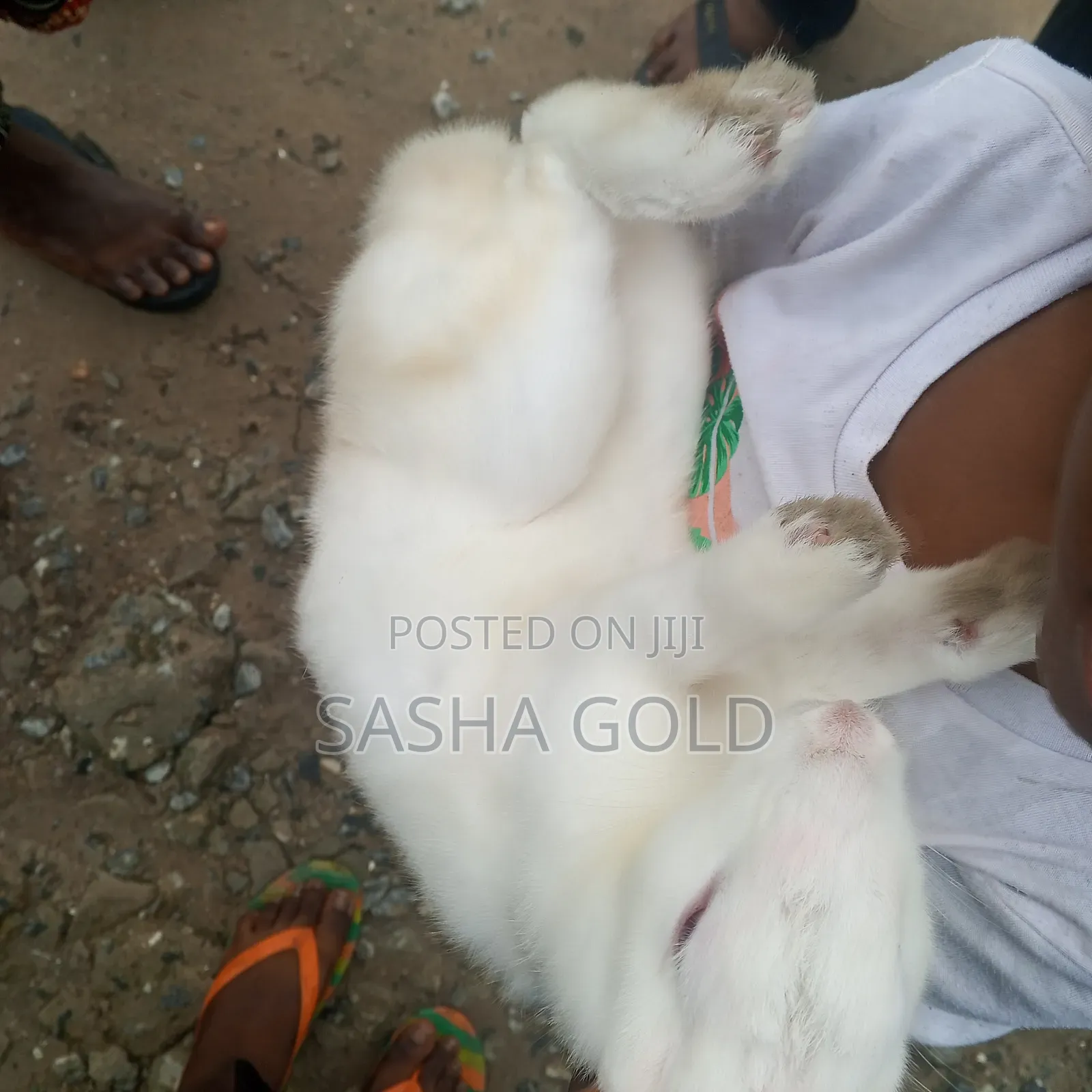 1 Year Rabbit