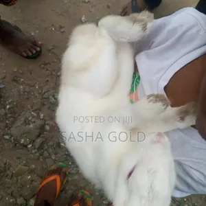 1 Year Rabbit