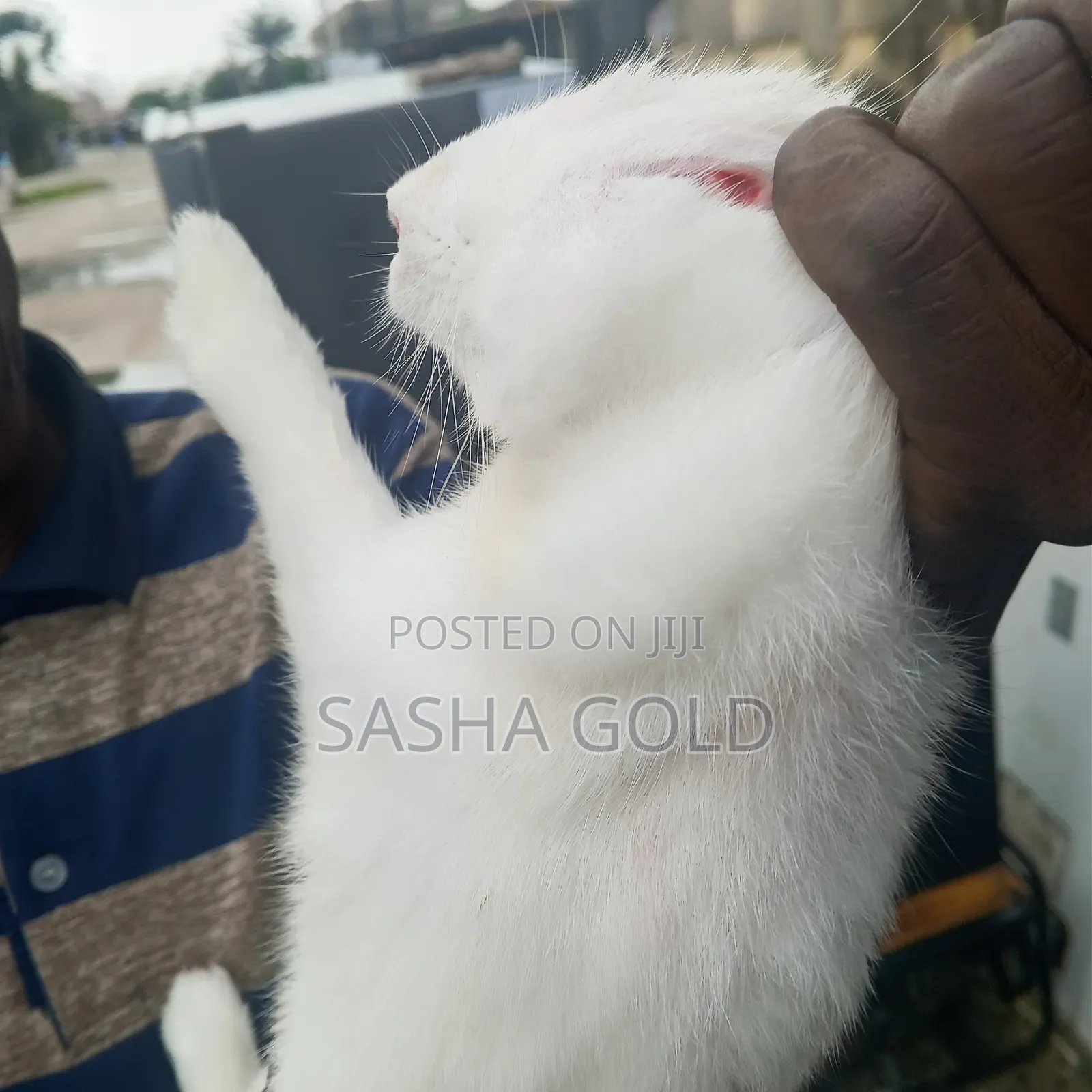 1 Year Rabbit