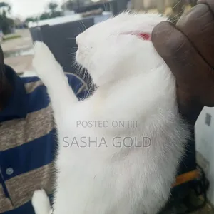 1 Year Rabbit
