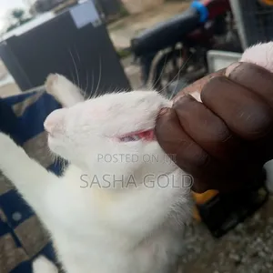 1 Year Rabbit