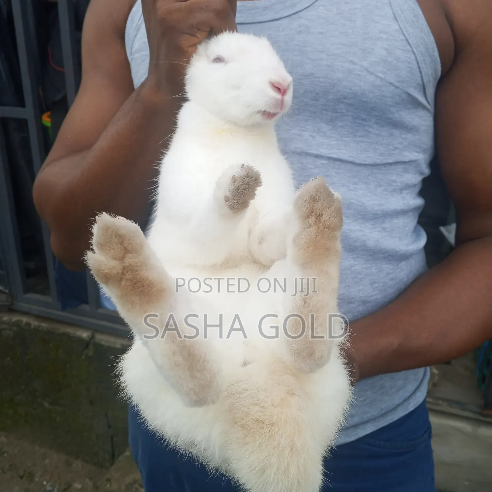 1 Year Rabbit