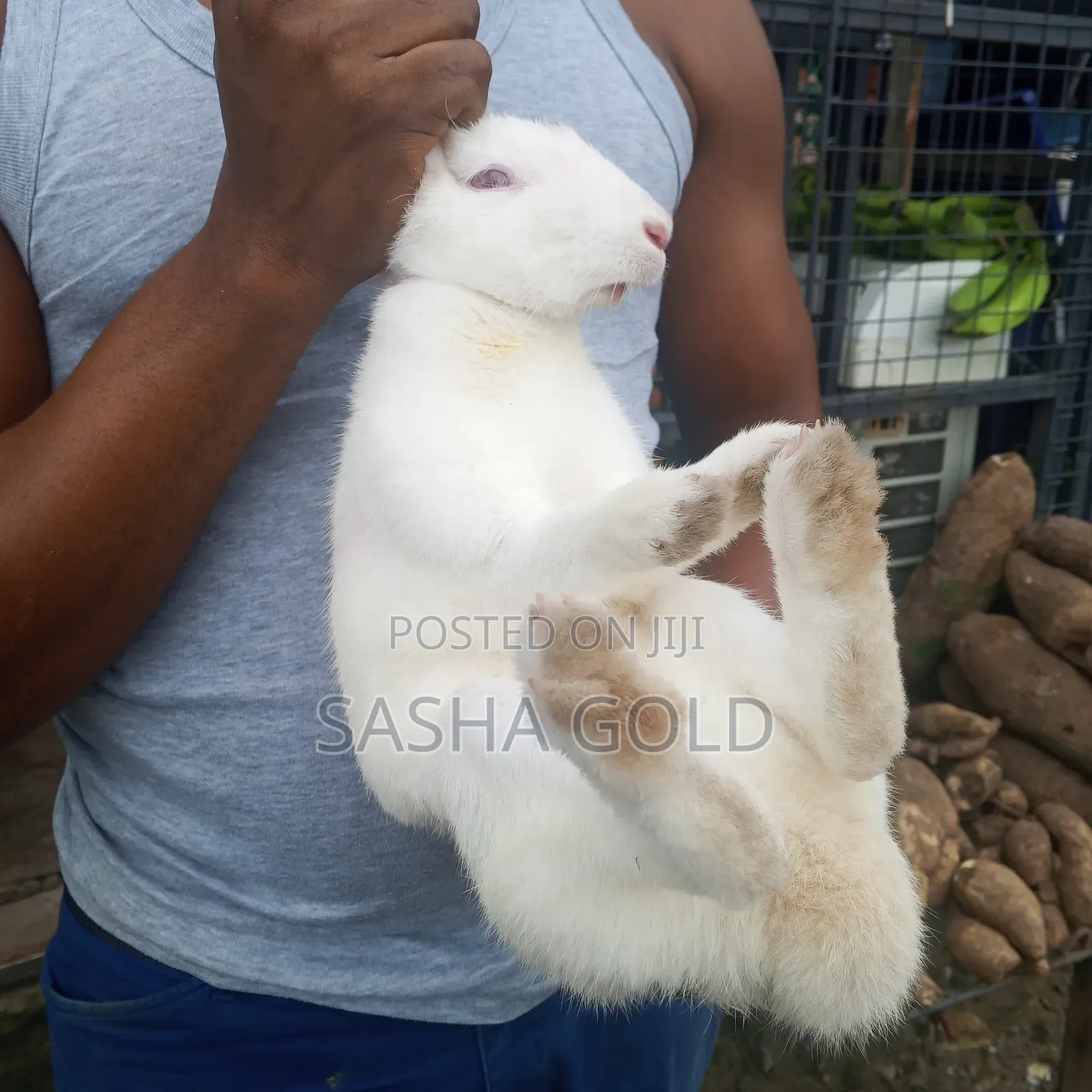1 Year Rabbit