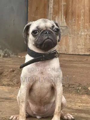 3-6 months Female Purebred Pug