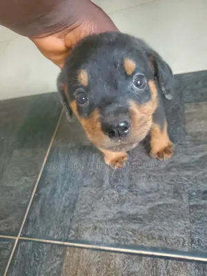 1-3 months Male Purebred Rottweiler
