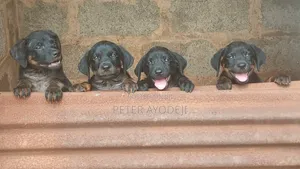 1-3 months Female Purebred Rottweiler