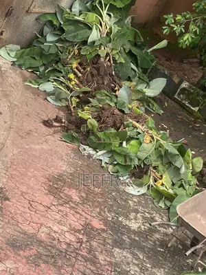 Plantain Suckers