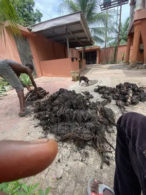 Plantain Suckers