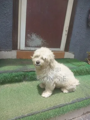 1+ year Female Purebred Lhasa Apso