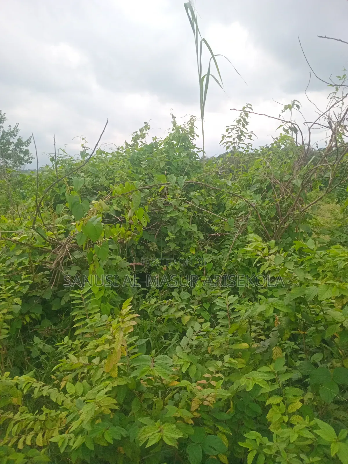 200 Acres at Ilaju