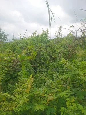 200 Acres at Ilaju