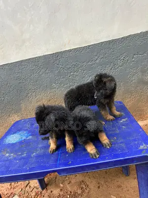 1-3 months Male Purebred German Shepherd