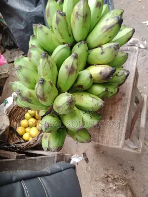Unripe Ogede Omini. Unripe Red Banana. Best Type of Banana.