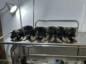 1-3 months Female Mixed Breed German Shepherd
