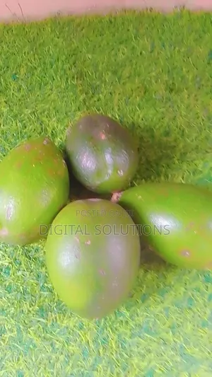 Unripe 12pcs Abere Fruit.