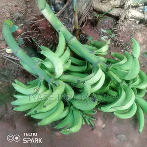 Hybrid Cameroonian Plantain Suckers