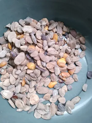 Abere Fruit Seeds Per 4Litres Paint Bucket.