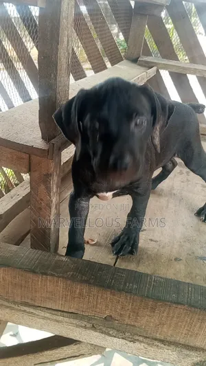 1-3 months Male Purebred Cane Corso