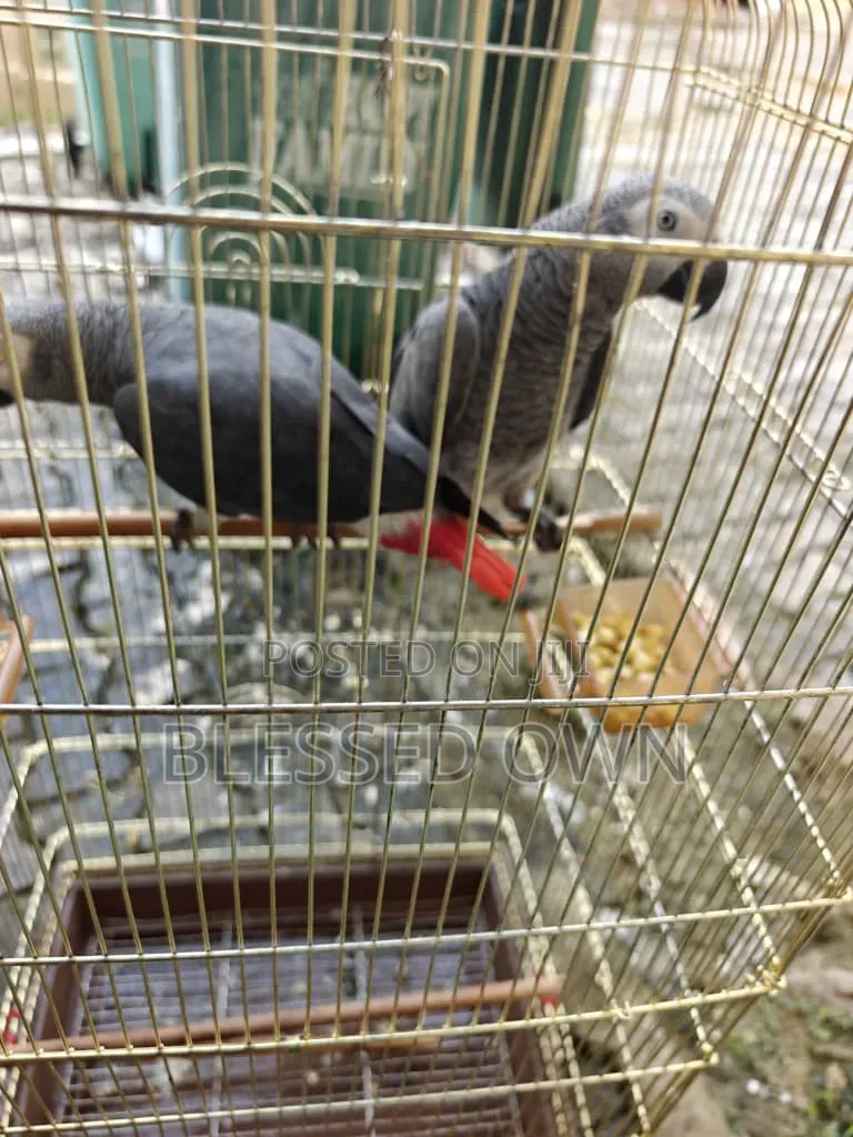 Africa Talking Bird Parrots
