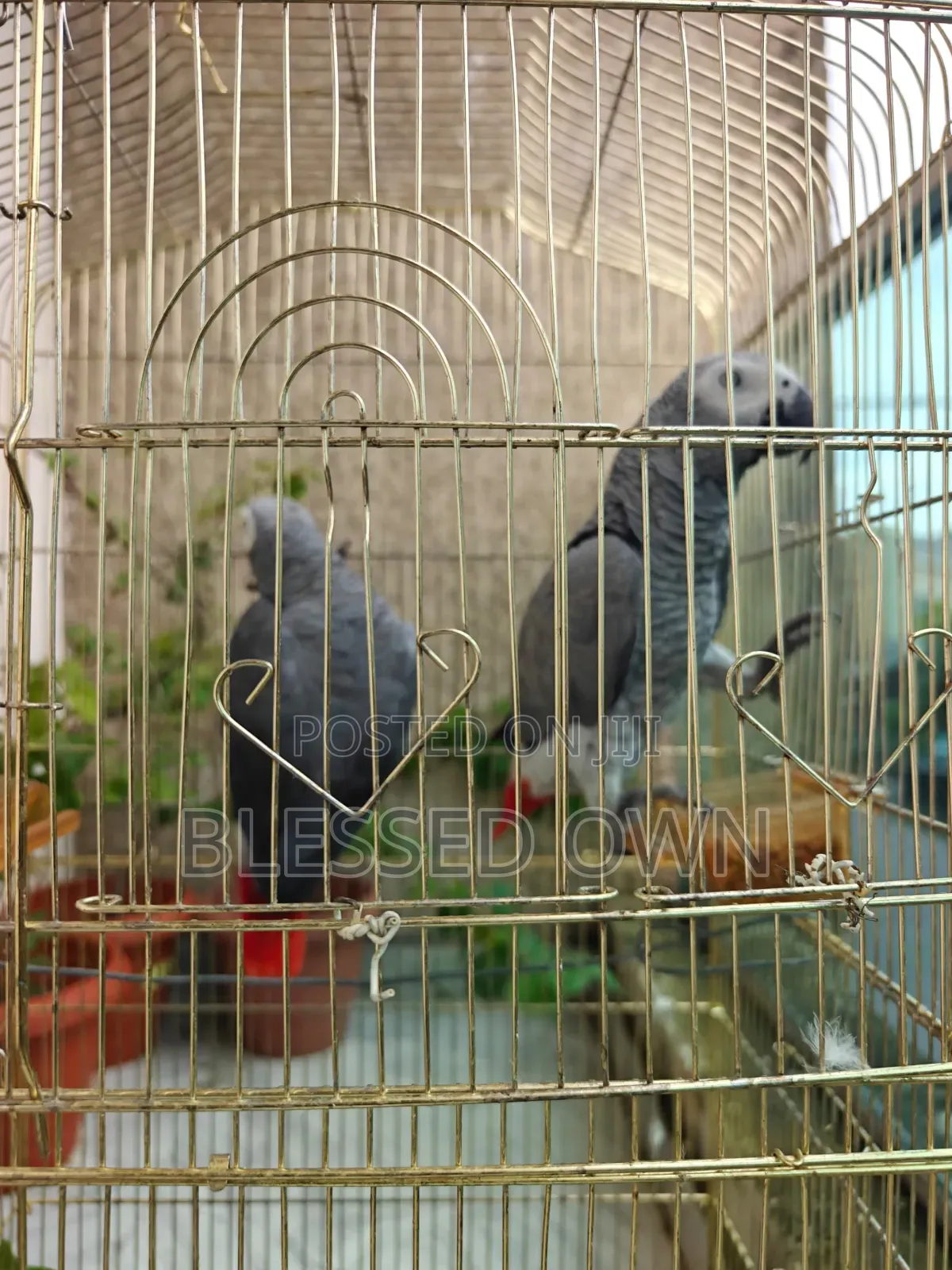 Africa Talking Bird Parrots