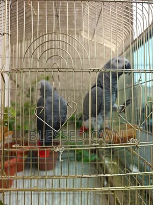 Africa Talking Bird Parrots