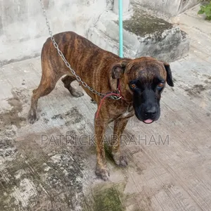 1+ year Female Purebred Boerboel