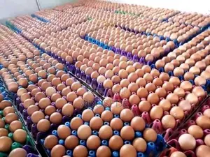 Fresh Agro Foodstuff