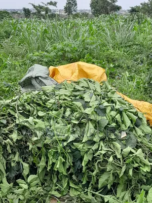 Fresh Ugu Leaves