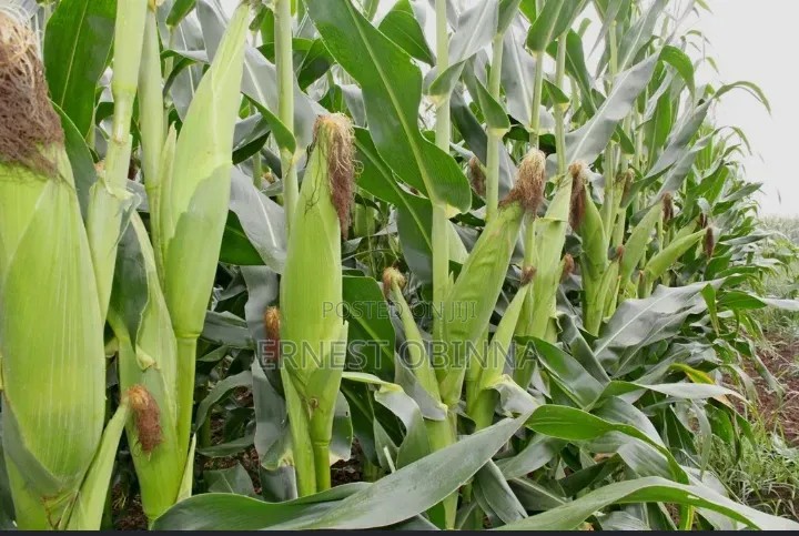 Fresh Corn