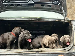 1-3 months Female Purebred Cane Corso