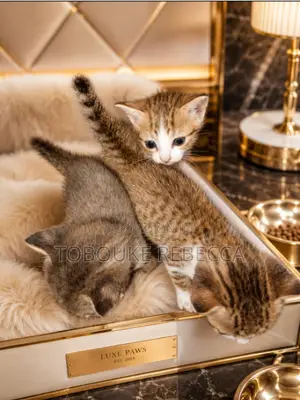 0-1 month Female Purebred Cat