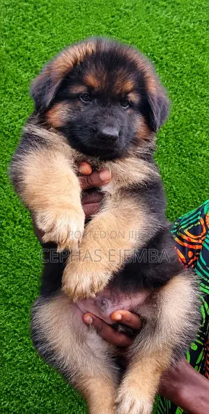 1-3 months Male Purebred German Shepherd