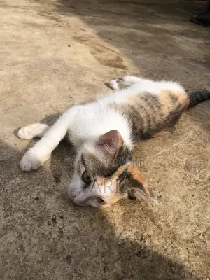 1-3 months Female Purebred Colorpoint Shorthair
