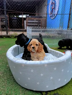 1-3 months Female Purebred Cocker Spaniel