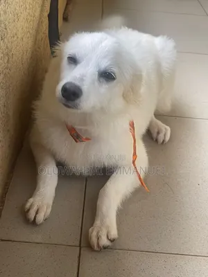 3-6 months Female Purebred American Eskimo