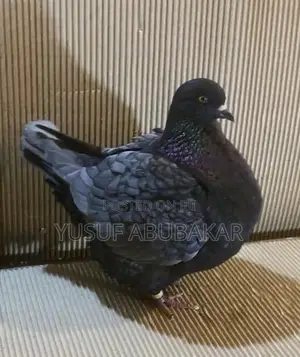 Mondain Pigeon