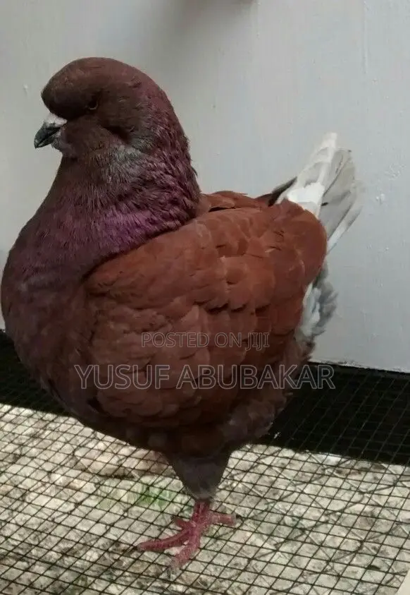 Mondain Pigeon