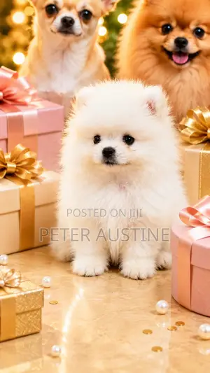 1-3 months Female Purebred Pomeranian