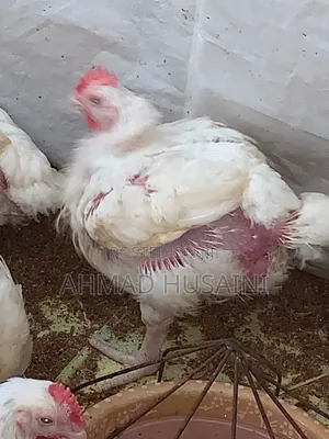 7 Weeks Broilers Chickens