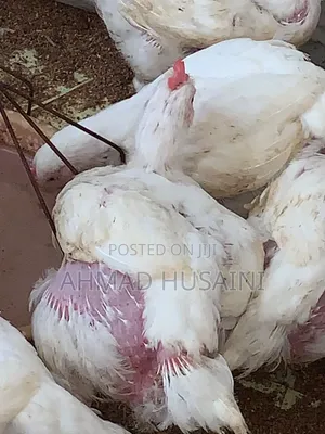 7 Weeks Broilers Chickens