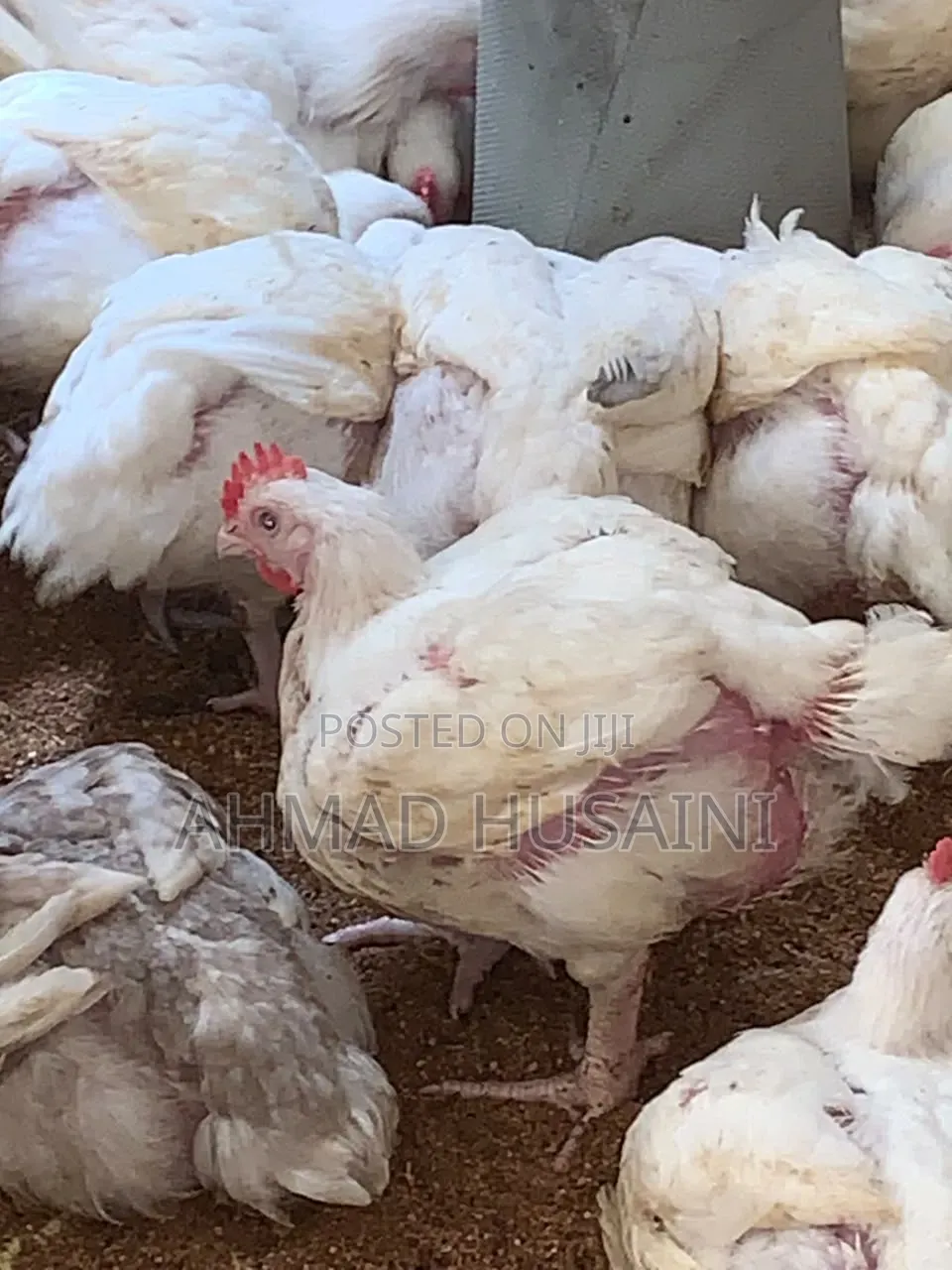 7 Weeks Broilers Chickens