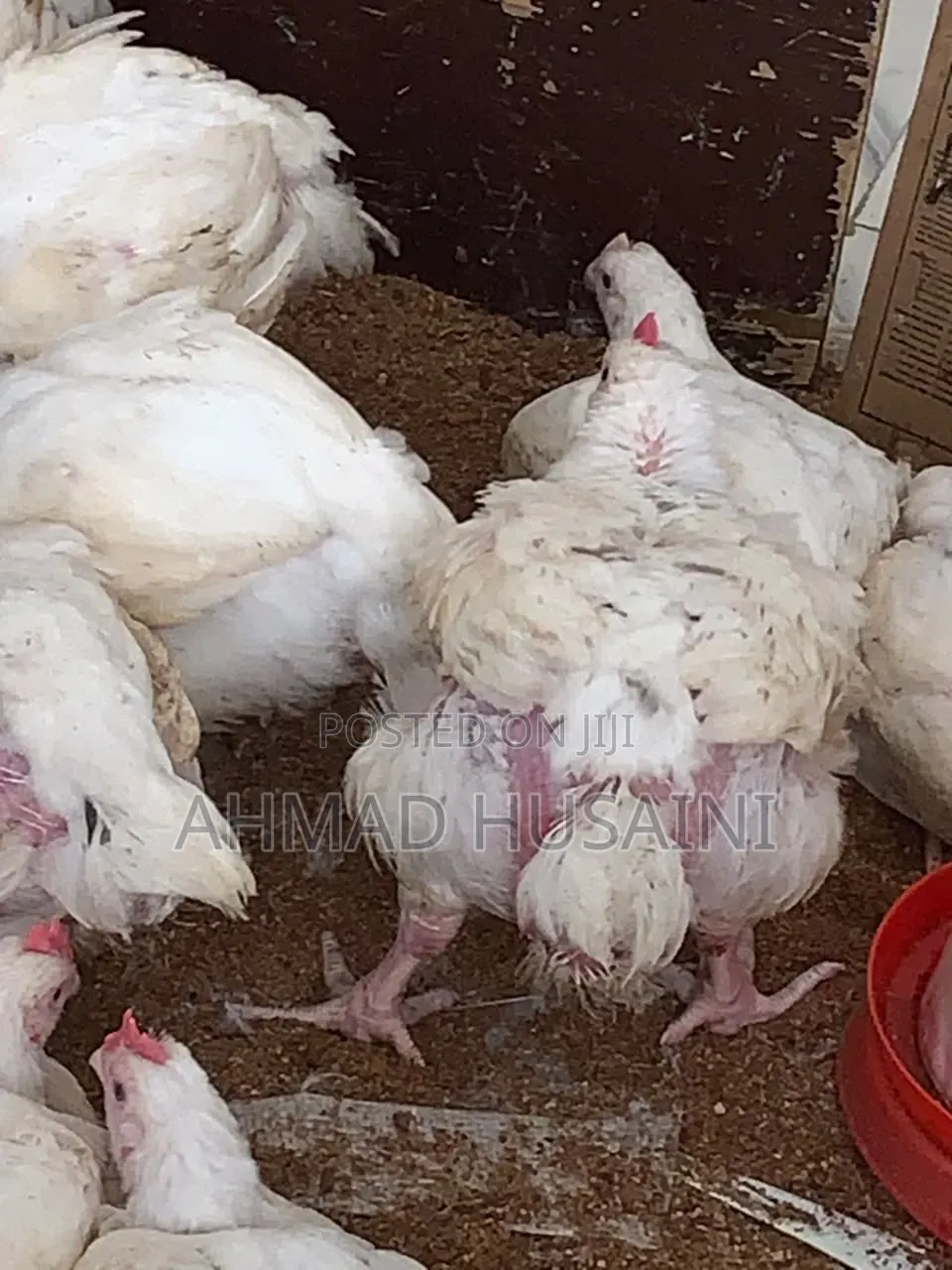 7 Weeks Broilers Chickens