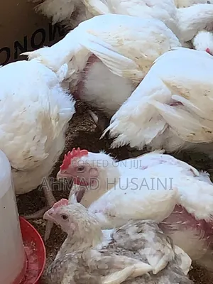 7 Weeks Broilers Chickens