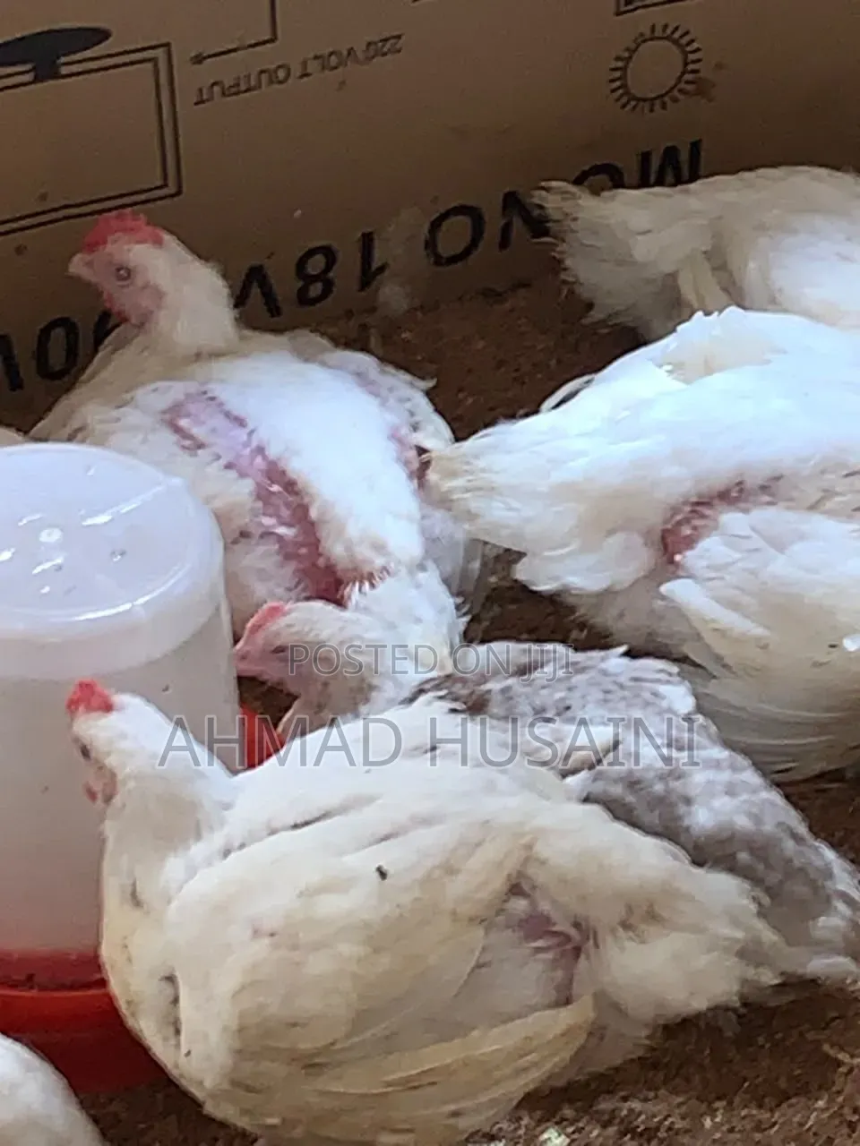 7 Weeks Broilers Chickens
