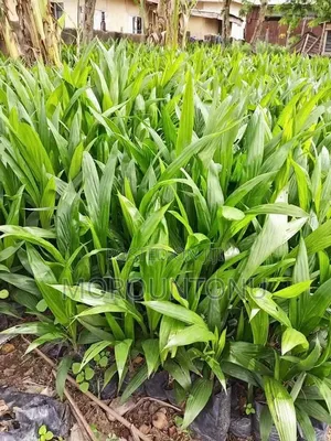 Hybrid Seedlings
