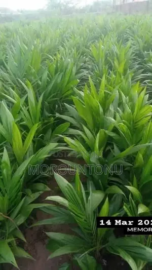 Hybrid Seedlings