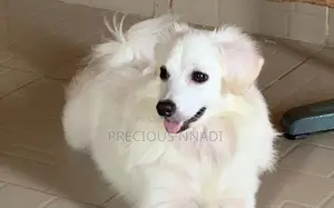 6-12 months Male Purebred American Eskimo