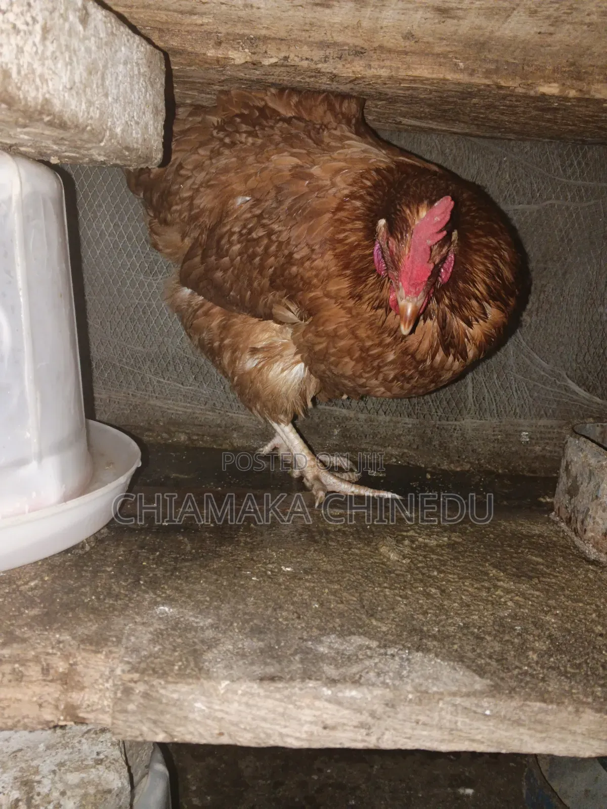 Layers Chicken