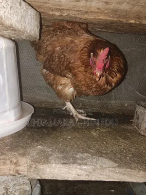 Layers Chicken